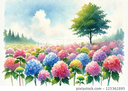 hydrangea   125362895