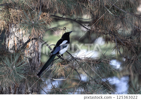 _ALX1818.NEF 125363022