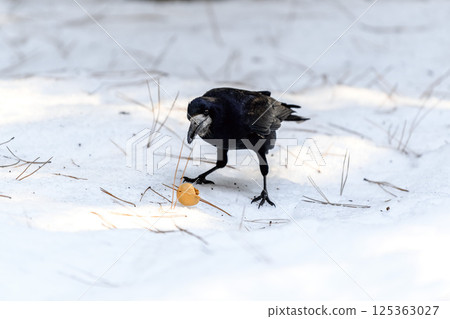 _ALX2393.NEF _ALX2393.NEF 125363027