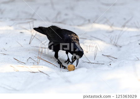 _ALX2395.NEF 125363029