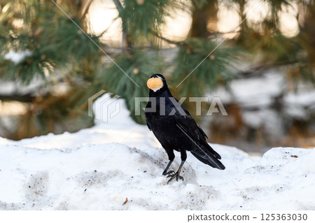 _ALX2432.NEF _ALX2432.NEF 125363030