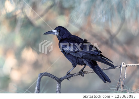 _ALX2592.NEF 125363083