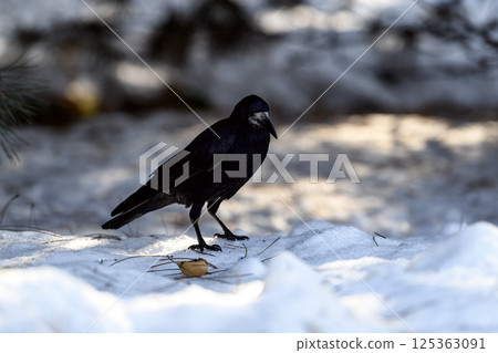 _ALX2642.NEF 125363091