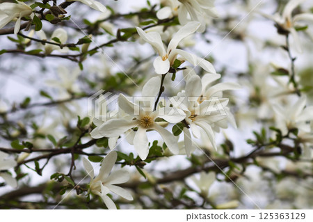 Magnolia flowers at spring. Beauty in nature. Magnolia flowers at spring. Beauty in nature. 125363129