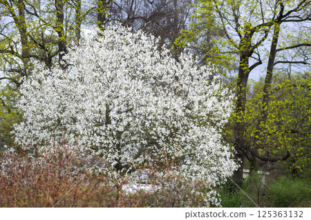 Beauty in nature at spring. Scenic view with a blooming trees. 125363132