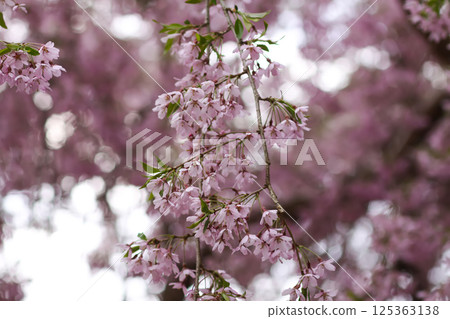 Spring blossom in a park. 125363138