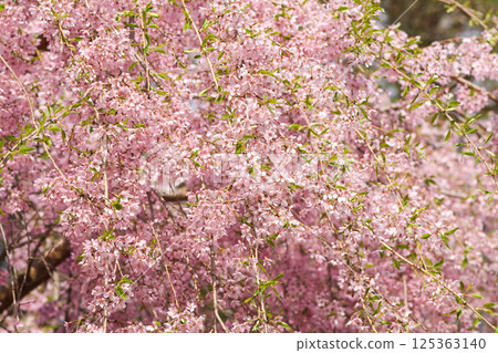 Spring blossom in a park. 125363140