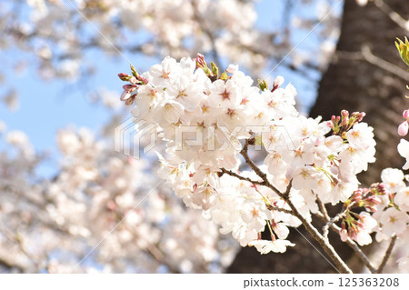 盛開的染井吉野櫻 125363208