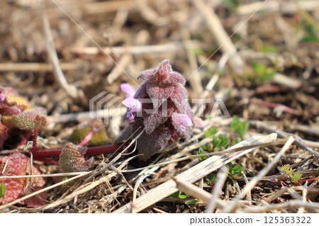 Lamium purpureum：春天的安靜使者 125363322