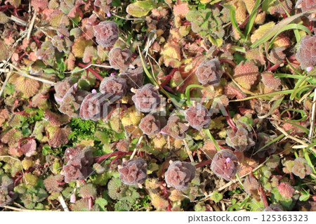 Spring scenery of Lamium purpureum Spring scenery of Lamium purpureum 125363323