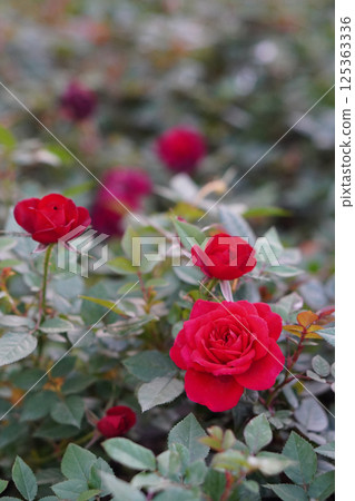 beautiful red roses in the rose garden background, nature, valentine, love, copy space 125363336