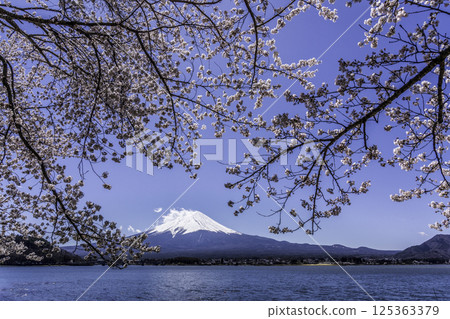 Cherry blossoms and Mt. Fuji from the shores of Lake Kawaguchi Cherry blossoms and Mt. Fuji from the shores of Lake Kawaguchi 125363379