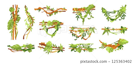 Liana branch. Jungle vine plant with ivy leaves, tropical forest vines plants, exotic jungles hanging branch, botanical decorative twisted lianas creeper elements. Vector liana set 125363402