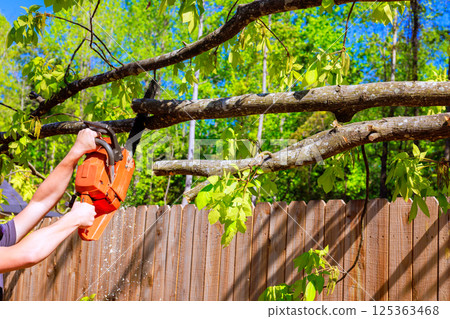 Worker operates chainsaw to fell large tree beside house in countryside setting with scattered tools around. 125363468