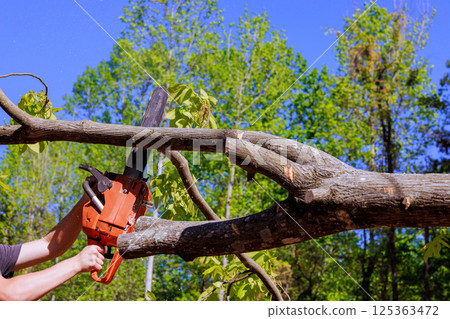 Contractor uses chainsaw to cut into tree stump in forested area after tornado Contractor uses chainsaw to cut into tree stump in forested area after tornado 125363472