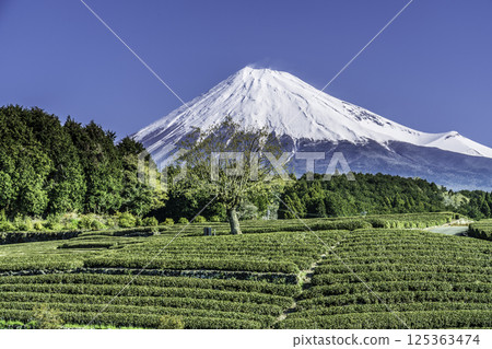 Fresh green tea fields and Mt. Fuji from Obuchi Sasaba in Fuji City 125363474