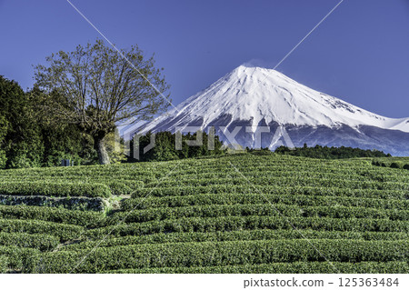 Fresh green tea fields and Mt. Fuji from Obuchi Sasaba in Fuji City 125363484