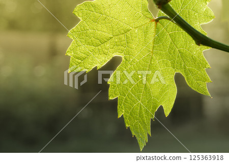 Grape leaf on a bush in the garden. Grape leaf on a bush in the garden. 125363918