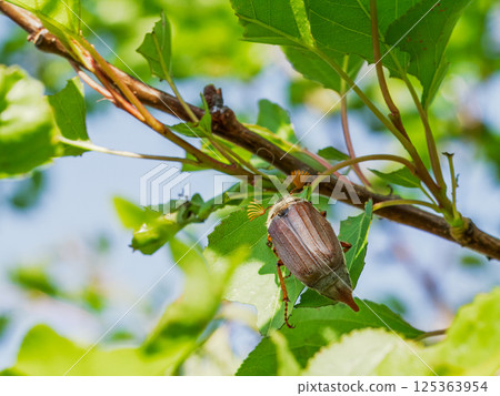 Branch of an apricot tree with a chafer in the spring orchard. Branch of an apricot tree with a chafer in the spring orchard. 125363954