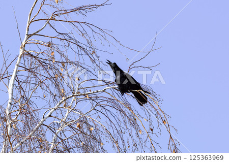 _ALX1915.NEF _ALX1915.NEF 125363969