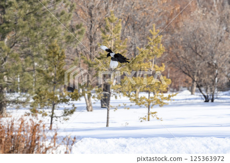 _ALX1931.NEF _ALX1931.NEF 125363972