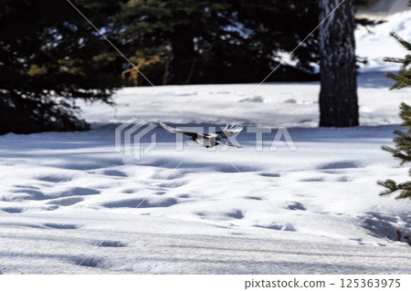 _ALX1941.NEF _ALX1941.NEF 125363975