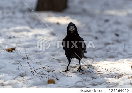 _ALX2259.NEF _ALX2259.NEF 125364020