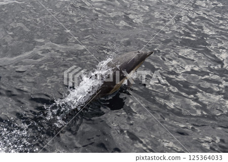 Wild Dolphin Leaping Out of the Ocean 125364033