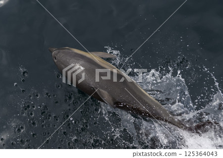 Wild Dolphin Leaping Out of the Ocean 125364043