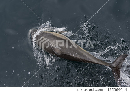 Wild Dolphin Leaping Out of the Ocean 125364044