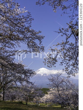 Cherry blossoms and Mt. Fuji from Taisekiji Temple in Fujinomiya City 125364120