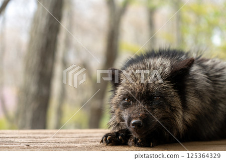A black fox at Miyagi Zao Fox Village 125364329