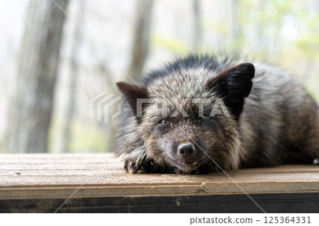 宮城藏王狐狸村的黑狐狸 125364331