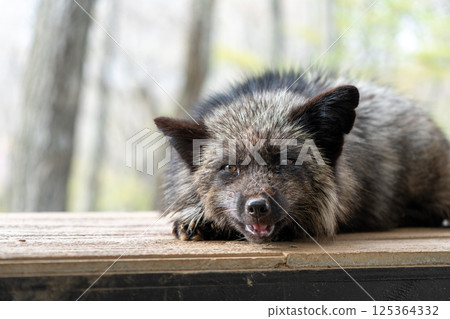 宮城藏王狐狸村的黑狐狸 125364332