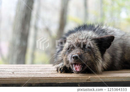 宮城藏王狐狸村的黑狐狸 125364333