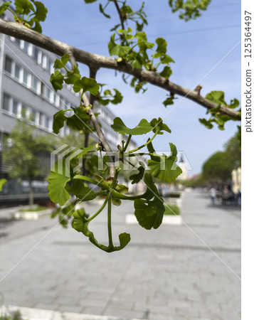 Twig and gingko leaves against the sky. Ginkgo biloba. Twig and gingko leaves against the sky. Ginkgo biloba. 125364497
