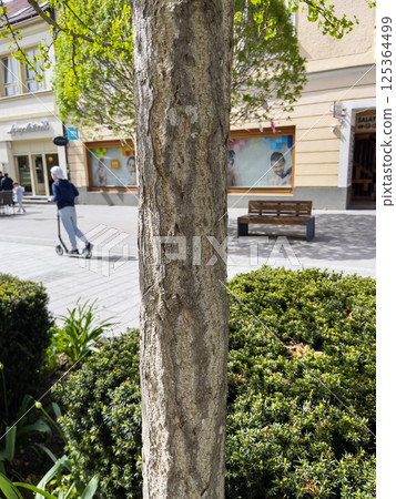 Trnava, Slovakia - 04.17.2025: Ginkgo biloba tree bark against a city street. 125364499