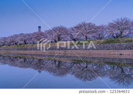 (Toyama Prefecture) Asahifune Riverside: Cherry blossoms lit up at night in full bloom (Toyama Prefecture) Asahifune Riverside: Cherry blossoms lit up at night in full bloom 125364651