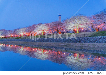 (Toyama Prefecture) Asahifune Riverside: Cherry blossoms lit up at night in full bloom 125364659