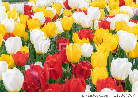  Colorful tulips 125364767