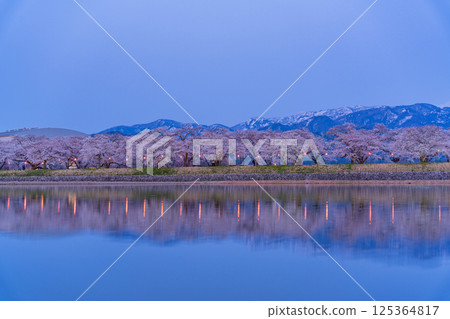 (Toyama Prefecture) Asahifune Riverside: Illuminated cherry blossoms in full bloom and snow on the Northern Alps 125364817
