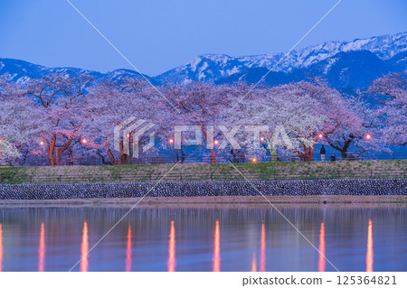 (Toyama Prefecture) Asahifune Riverside: Illuminated cherry blossoms in full bloom and snow on the Northern Alps 125364821
