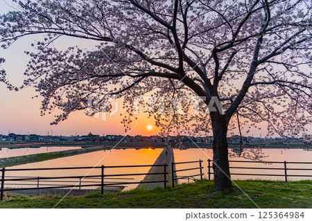 (Toyama Prefecture) Sunset seen from the cherry blossom trees along the Asahifune River (Toyama Prefecture) Sunset seen from the cherry blossom trees along the Asahifune River 125364984