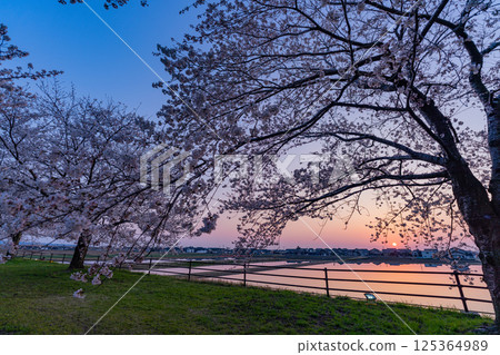 (Toyama Prefecture) Sunset seen from the cherry blossom trees along the Asahifune River (Toyama Prefecture) Sunset seen from the cherry blossom trees along the Asahifune River 125364989
