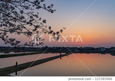 (Toyama Prefecture) Sunset seen from the cherry blossom trees along the Asahifune River 125365000