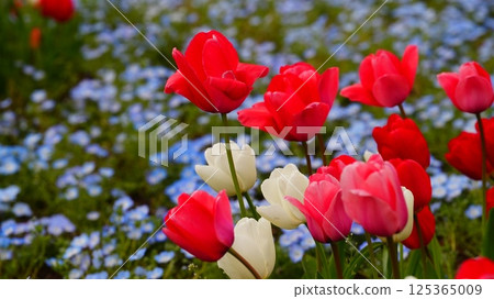 日比谷公園盛開的紅色鬱金香和粉蝶花 125365009