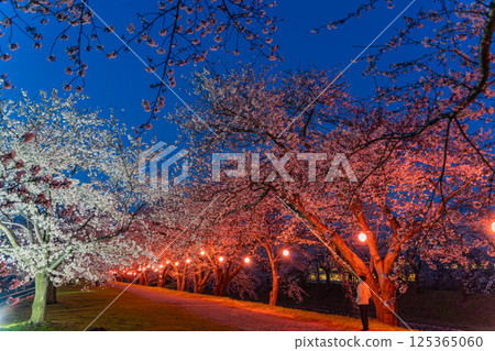 (Toyama Prefecture) Asahifune Riverside: Cherry blossoms lit up at night in full bloom 125365060