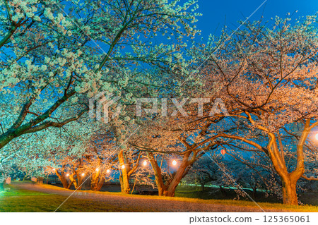 (Toyama Prefecture) Asahifune Riverside: Cherry blossoms lit up at night in full bloom 125365061