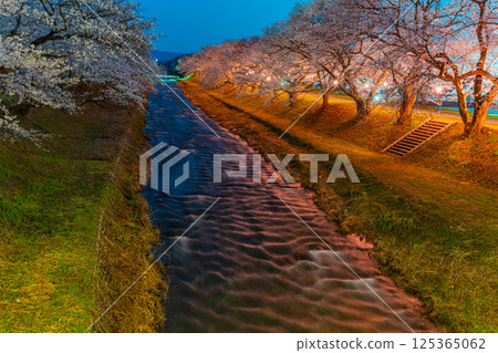 (Toyama Prefecture) Asahifune Riverside: Cherry blossoms lit up at night in full bloom (Toyama Prefecture) Asahifune Riverside: Cherry blossoms lit up at night in full bloom 125365062