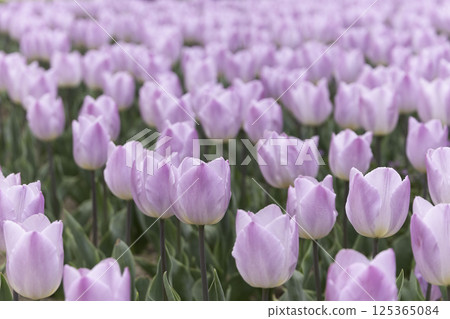 Pink tulip field 125365084